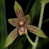 Cymbidium ensifolium