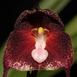 Dracula anthracina