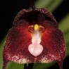 Dracula anthracina