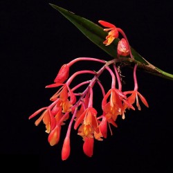 Epidendrum spathatum
