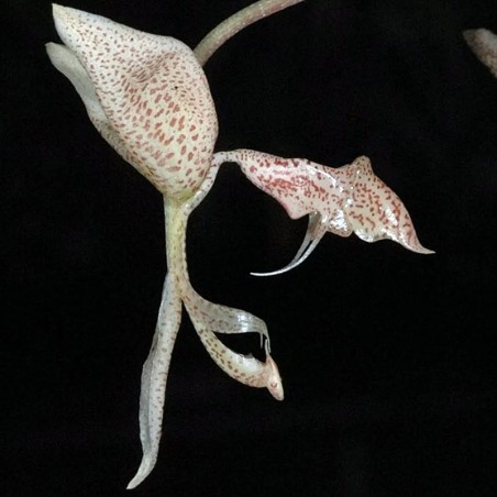 Gongora bufonia