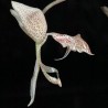 Gongora bufonia