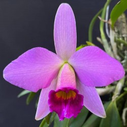 Cattleya praestans