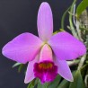 Cattleya praestans
