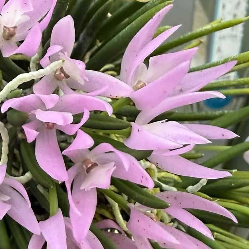 Leptotes unicolor