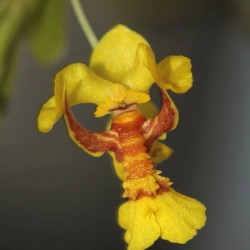 Lockhartia lunifera