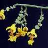 Lockhartia oerstedii