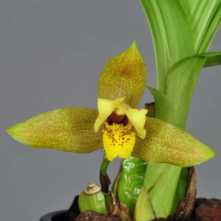 Lycaste (Delphine x deppei)