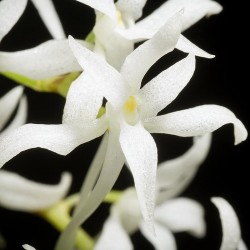 Mystacidium capense
