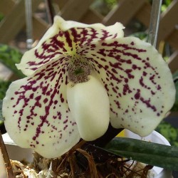 Paphiopedilum godefroyae
