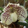 Paphiopedilum godefroyae