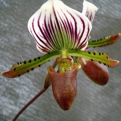 Paphiopedilum lawrenceanum