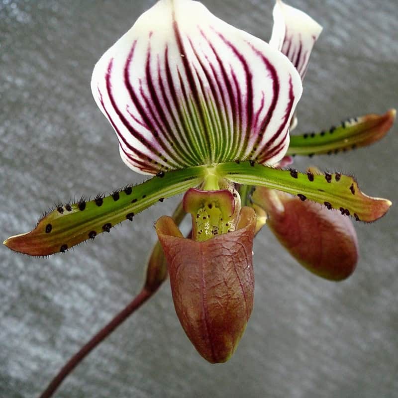 Paphiopedilum lawrenceanum