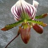 Paphiopedilum lawrenceanum
