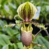 Paphiopedilum chamberlainianum var. latifolium