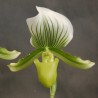 Paphiopedilum Maudiae