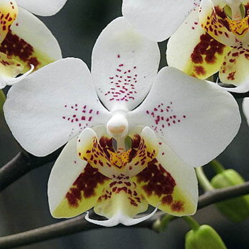 Phalaenopsis stuartiana