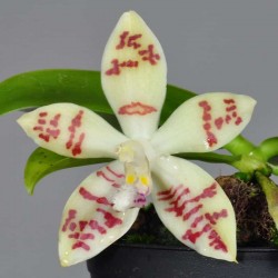 Phalaenopsis sumatrana