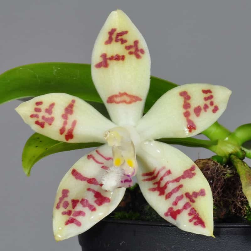 Phalaenopsis sumatrana