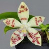 Phalaenopsis sumatrana