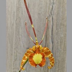 Psychopsis papilio