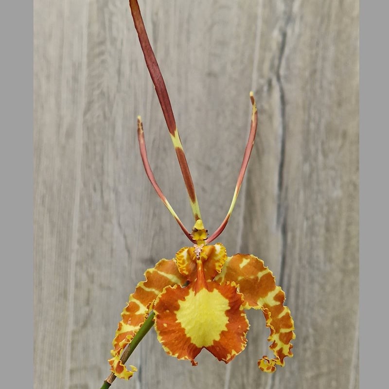 Psychopsis papilio