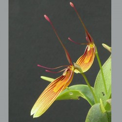 Restrepia striata