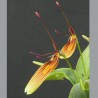 Restrepia striata