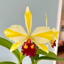Rhyncattleanthe Fu Shu Glory 'Happy Holiday'