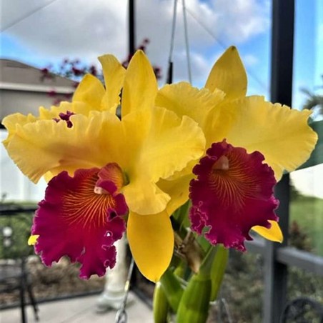 Rhyncholaeliocattleya Alma Kee 'Tipmalee'