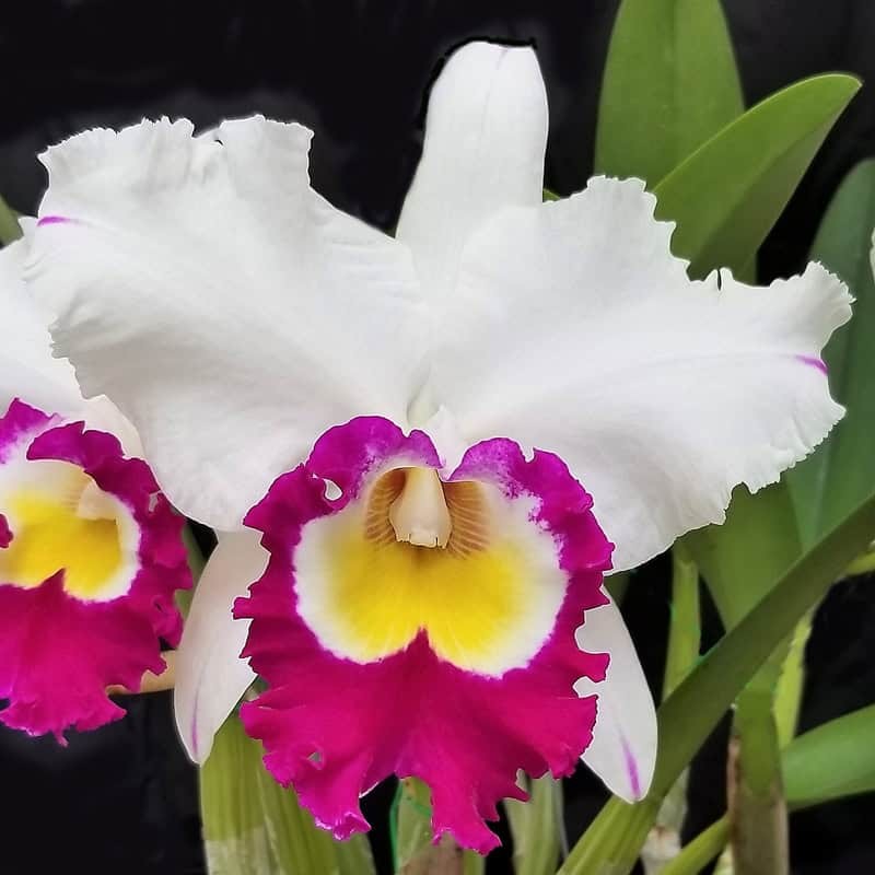 Rhyncholaeliocattleya Blanche Aisaka 'Yuki'