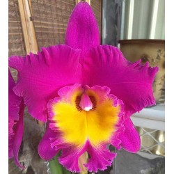 Rhyncholaeliocattleya Chunfong Red 'Yellow Throat'
