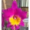 Rhyncholaeliocattleya Chunfong Red 'Yellow Throat'