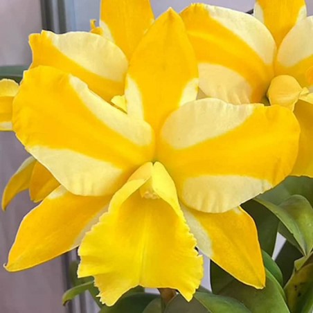 Rhyncholaeliocattleya Hua Young Gold 'Pretty'