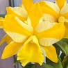 Rhyncholaeliocattleya Hua Young Gold 'Pretty'