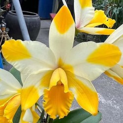 Rhyncholaeliocattleya Kyle 'Hearts of Gold'