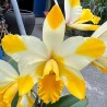 Rhyncholaeliocattleya Kyle 'Hearts of Gold'