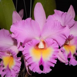 Rhyncholaeliocattleya Mahina Yahiro 'Ulii'