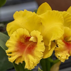 Rhyncholaeliocattleya NP Gold 'Monkey Butt'