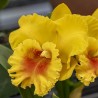 Rhyncholaeliocattleya NP Gold 'Monkey Butt'