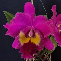 Rhyncholaeliocattleya Village Chief Tearoom 'New Taiwan...