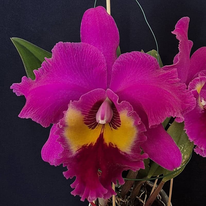 Rhyncholaeliocattleya Village Chief Tearoom 'New Taiwan King'