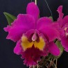 Rhyncholaeliocattleya Village Chief Tearoom 'New Taiwan King'