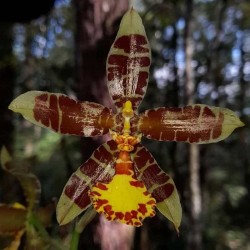 Rossioglossum insleayi