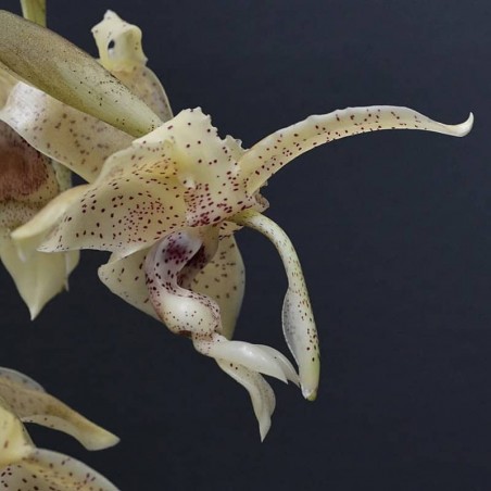 Stanhopea florida