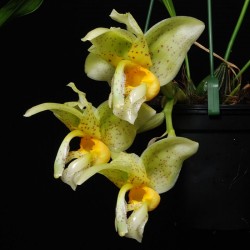 Stanhopea radiosa