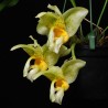 Stanhopea radiosa