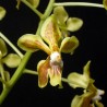Vanda lamellata