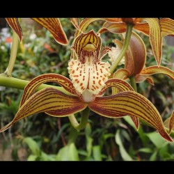 Cymbidium tracyanum (CYM071)