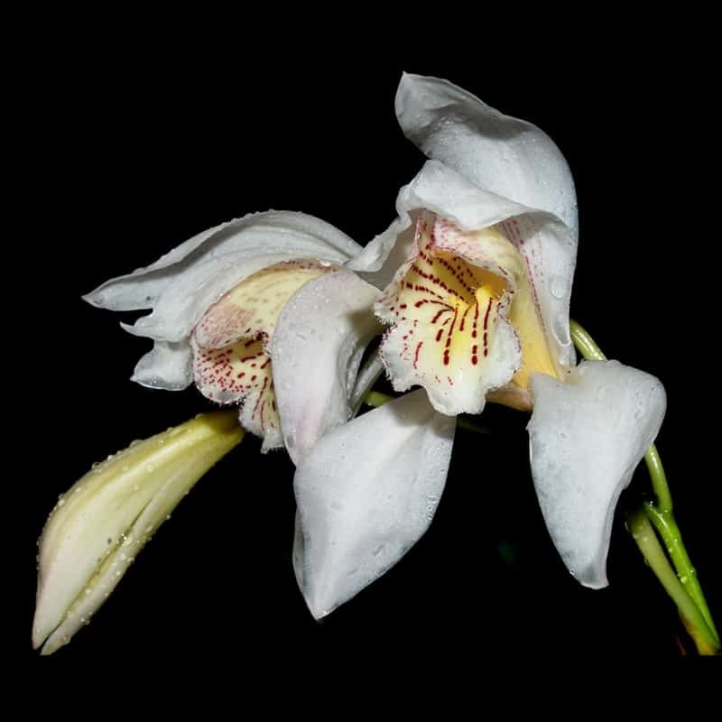 Cymbidium wenshanense (CYM077)